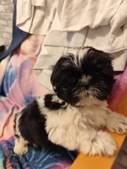 Sprzedam psa SHIH-TZU