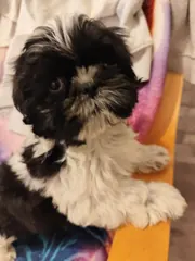 Sprzedam psa SHIH-TZU