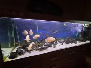 Akwarium Diversa 720 l proste z szafką oraz bogatym wyposażeniem!