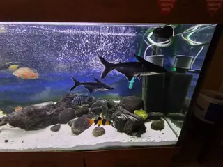 Akwarium Diversa 720 l proste z szafką oraz bogatym wyposażeniem!