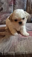 Shih Tzu suczka z rodowodem