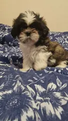 Shih tzu suka z rodowodem