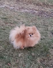 Pomeranian piesek 4 letni