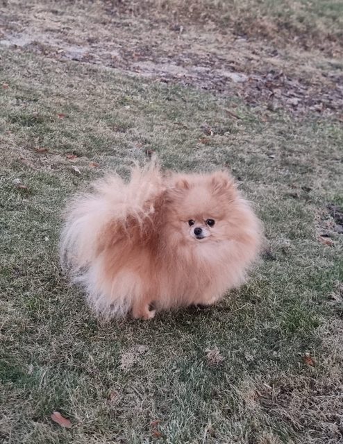 Pomeranian piesek 4 letni