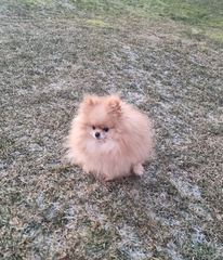 Pomeranian piesek 4 letni