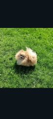 Pomeranian piesek 4 letni