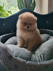 Pomeraniany suczki typ misia
