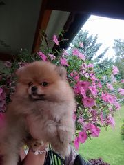 Pomeraniany suczki typ misia
