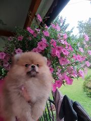Pomeraniany suczki typ misia