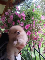 Pomeraniany suczki typ misia