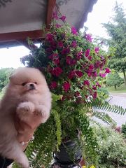 Pomeraniany suczki typ misia