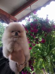 Pomeraniany suczki typ misia