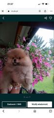 Pomeraniany suczki typ misia