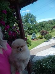 Pomeraniany suczki typ misia