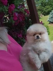 Pomeraniany suczki typ misia