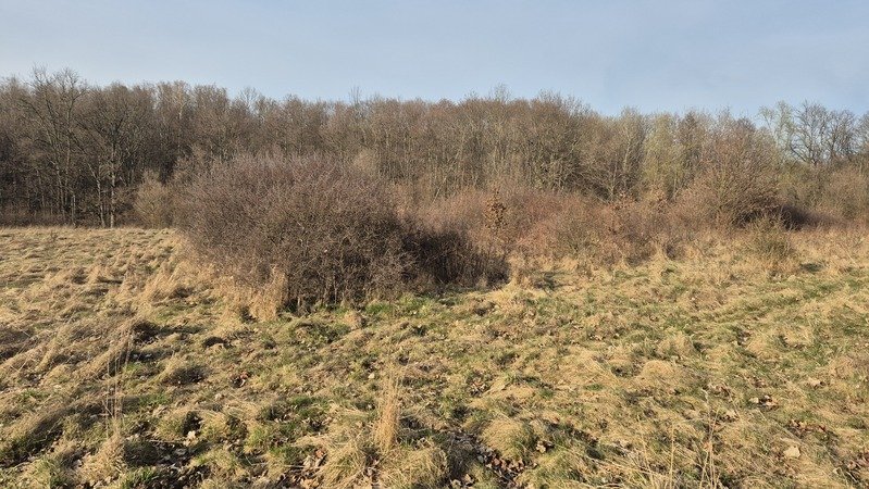Działka gruntu rolnego 9200 m2, Wojcieszów. 30.000,-zł.