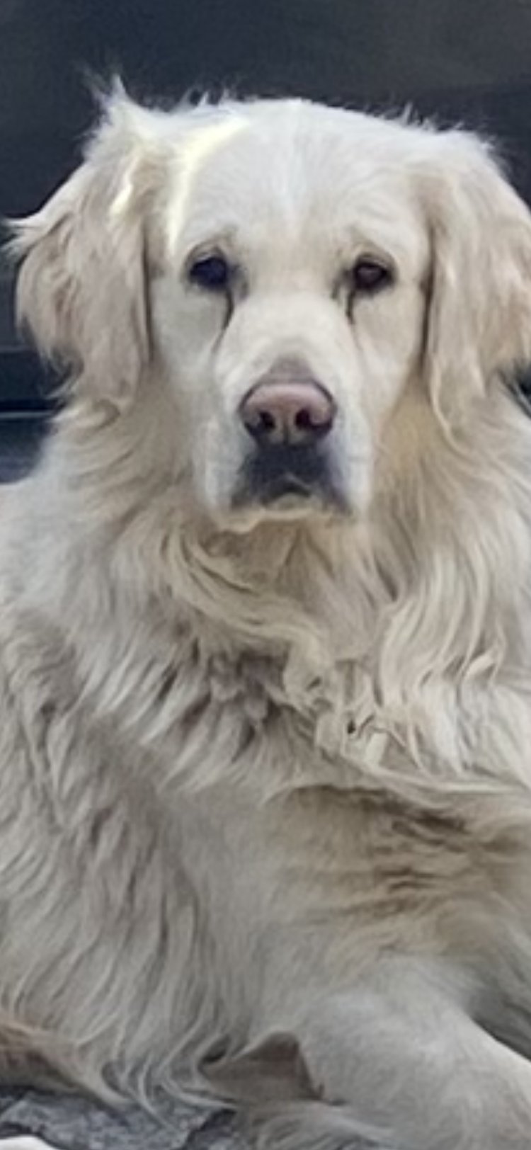 Golden retriver NICO poszukiwany