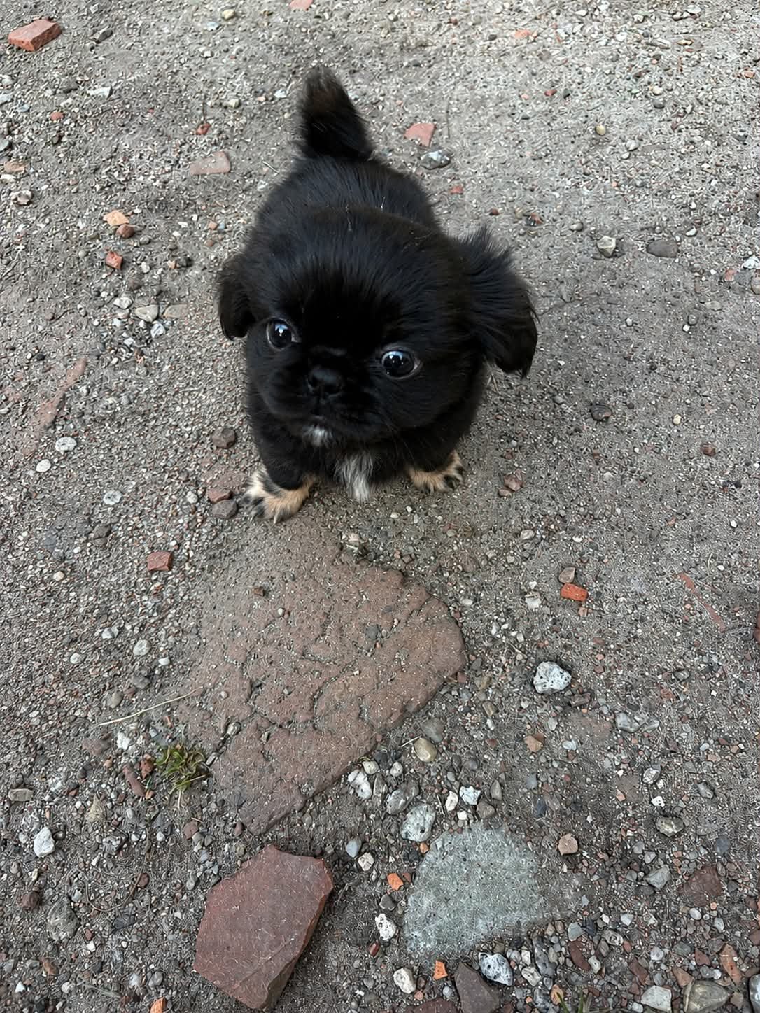 Szuczka shihtzu z genem prapso