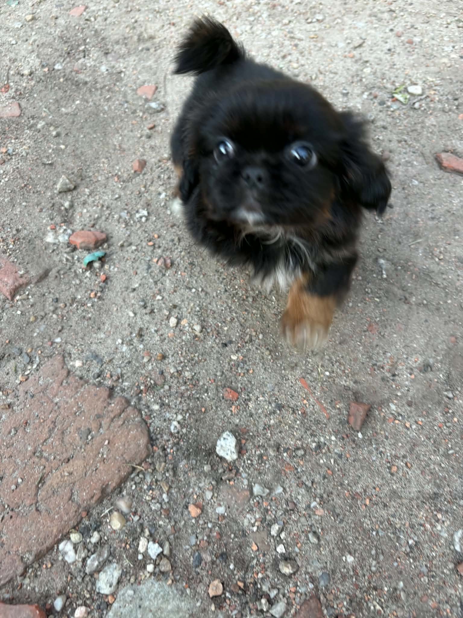 Szuczka shihtzu z genem prapso