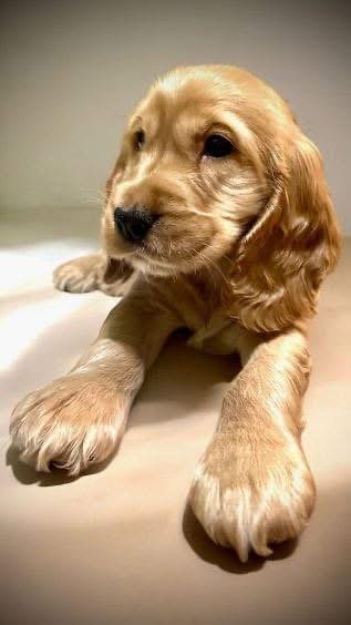 Cocker spaniel angielski