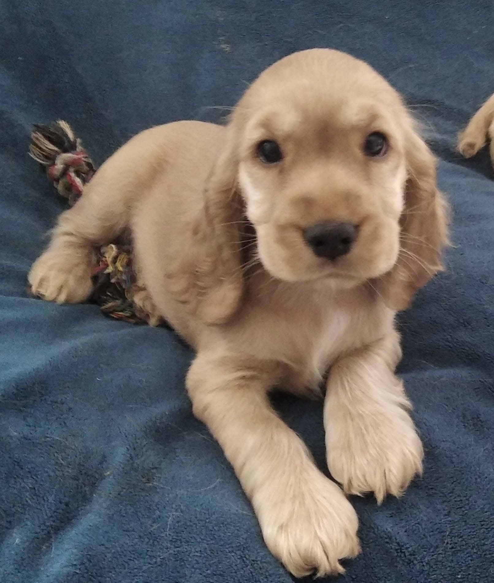Cocker spaniel angielski
