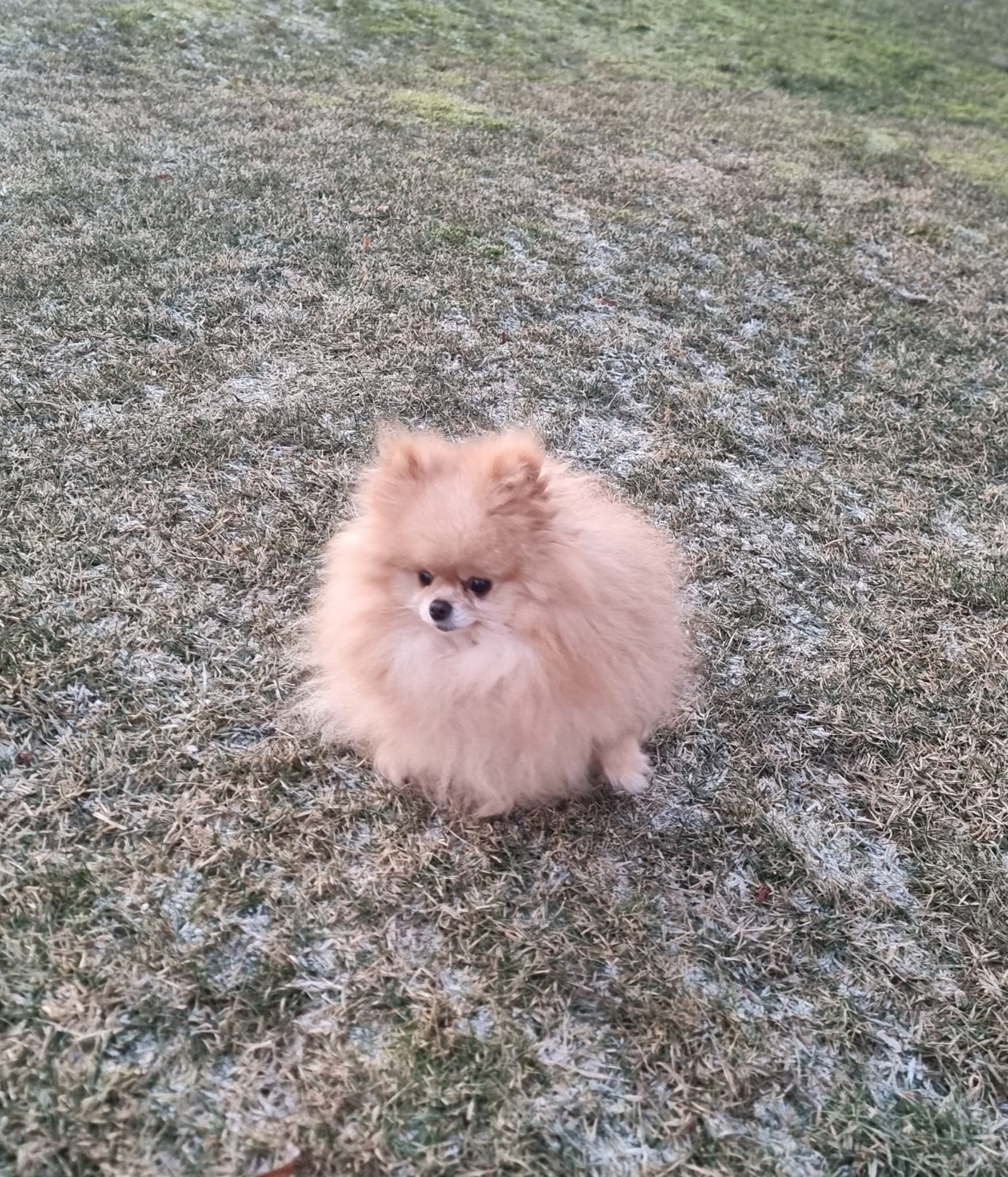 Oddam pieska pomeraniana 4 letniego