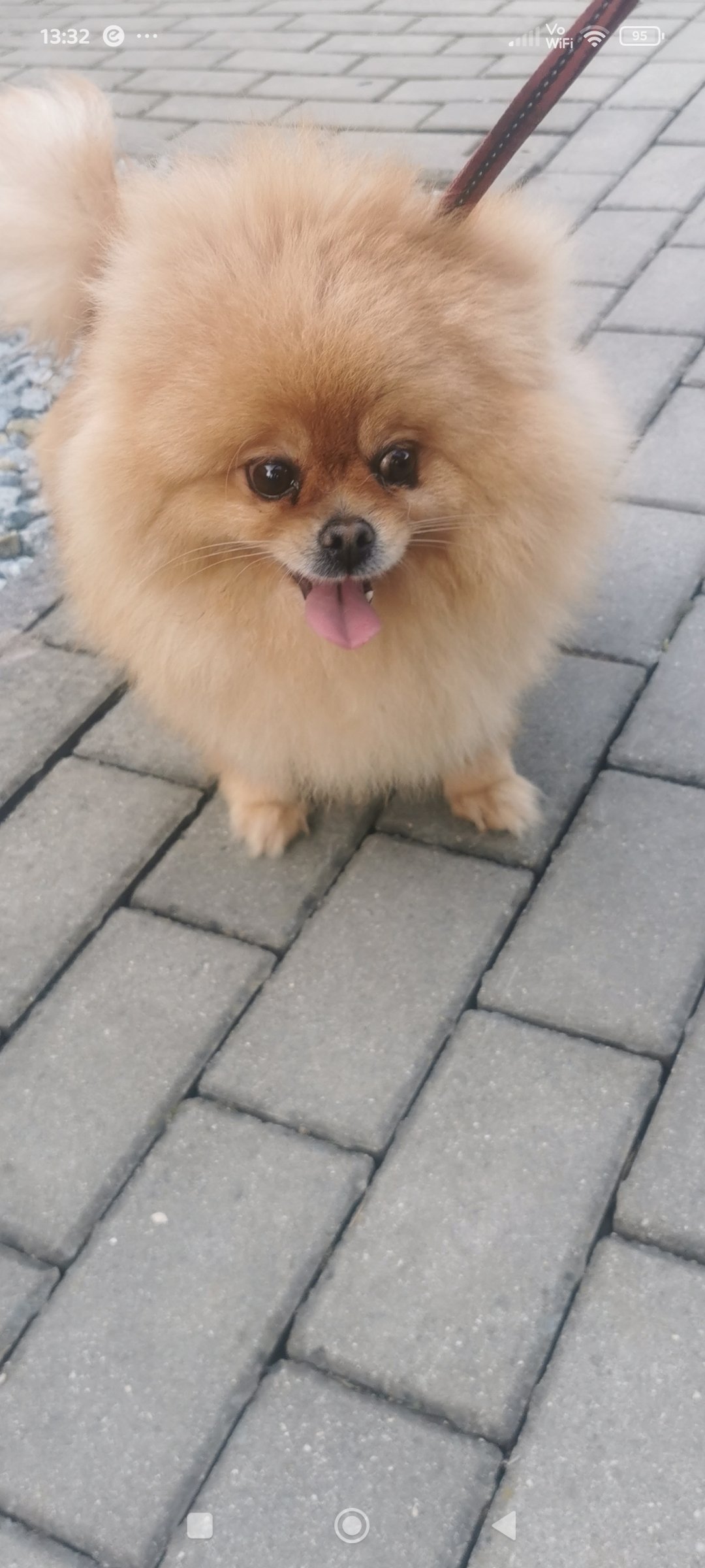 Pomeranian suczka dorosla