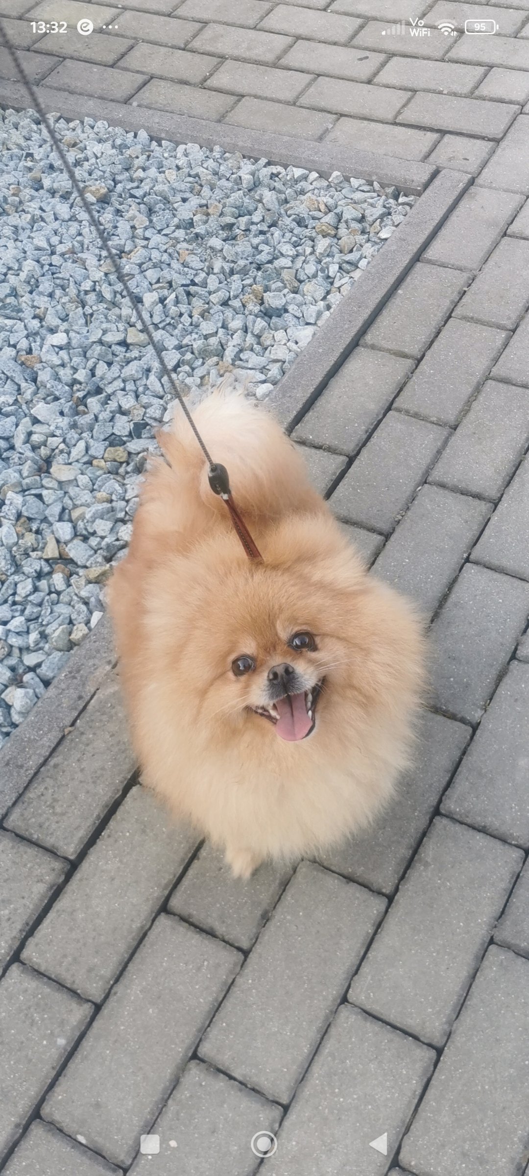 Pomeranian suczka dorosla