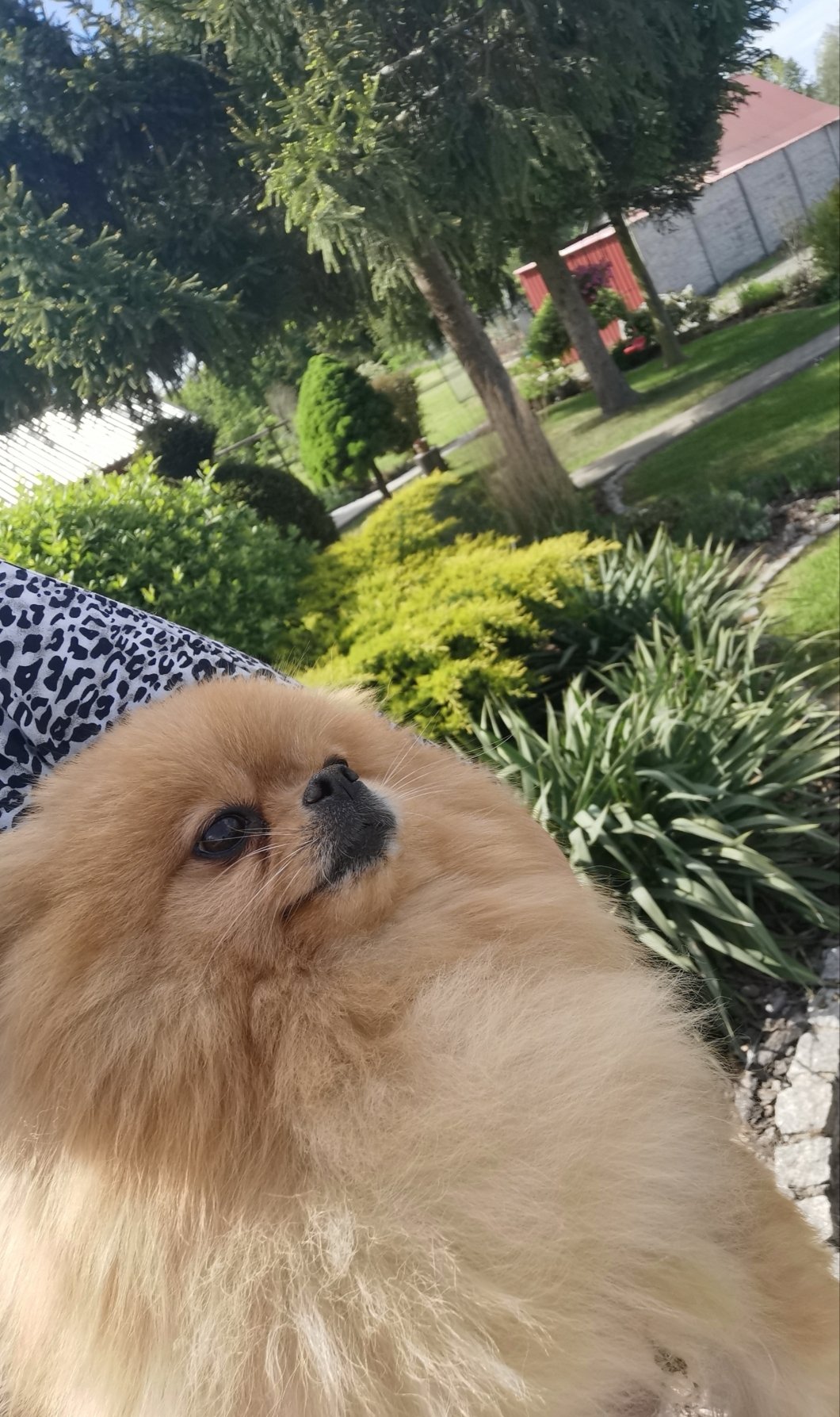 Pomeranian suczka dorosla