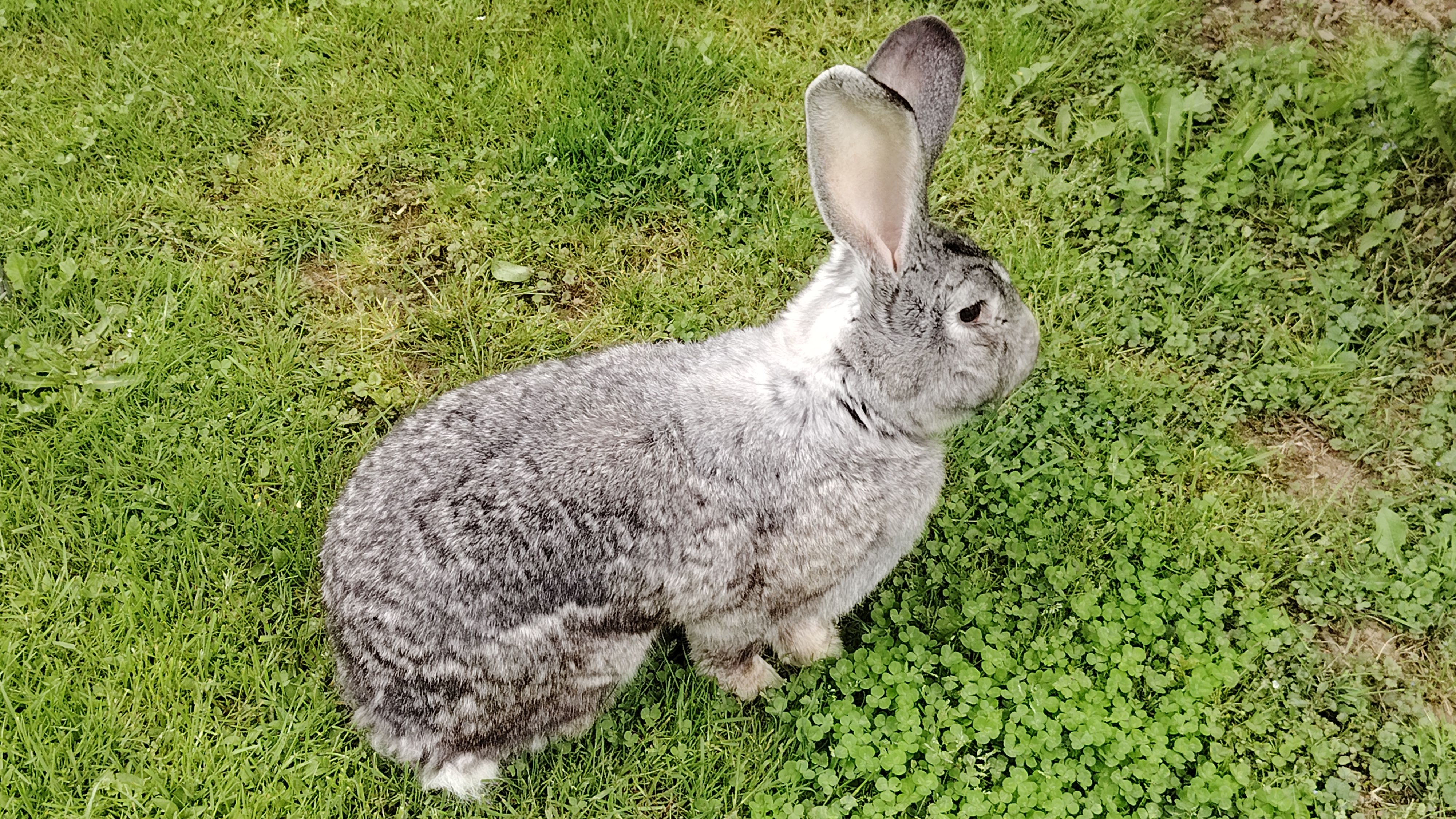 Olbrzym Belgijski Szynszylowaty samiczka 8kg