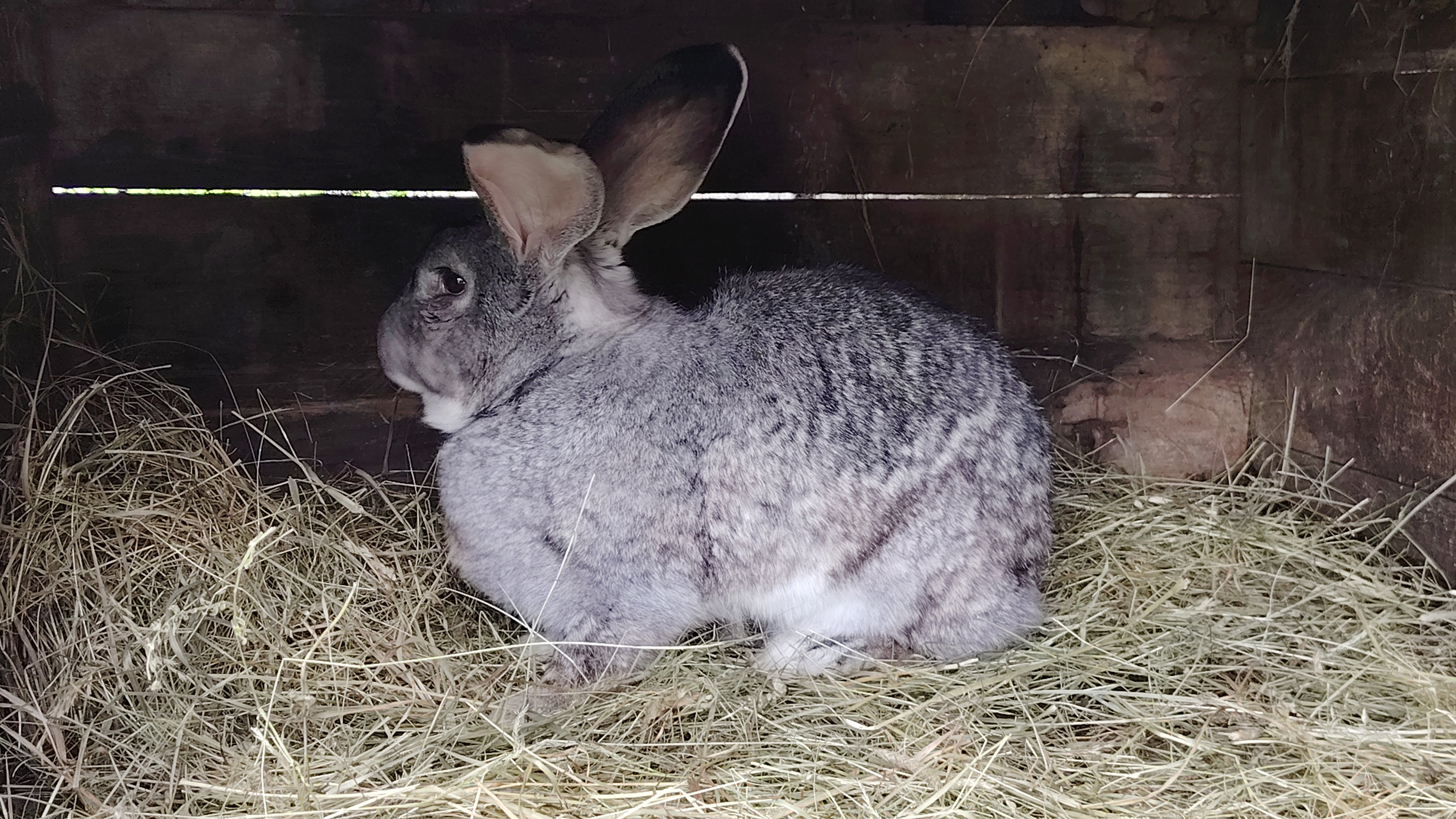 Olbrzym Belgijski Szynszylowaty samiczka 8kg