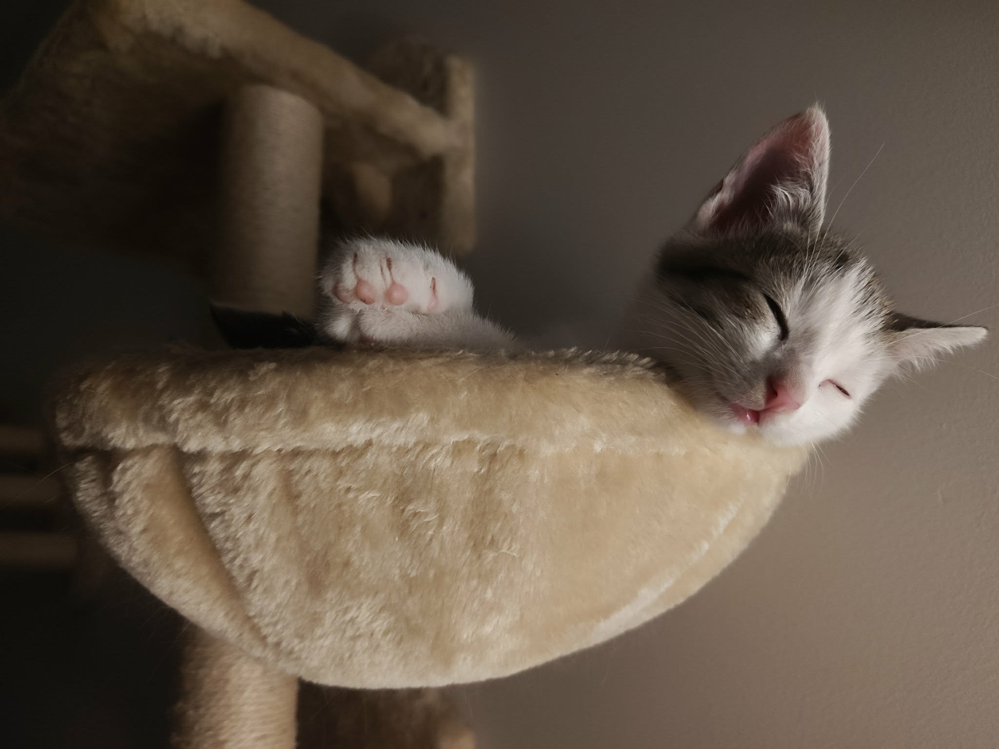 🐾Szukam kochających domów dla 5 małych futrzastych rozrabiaków!🐾
