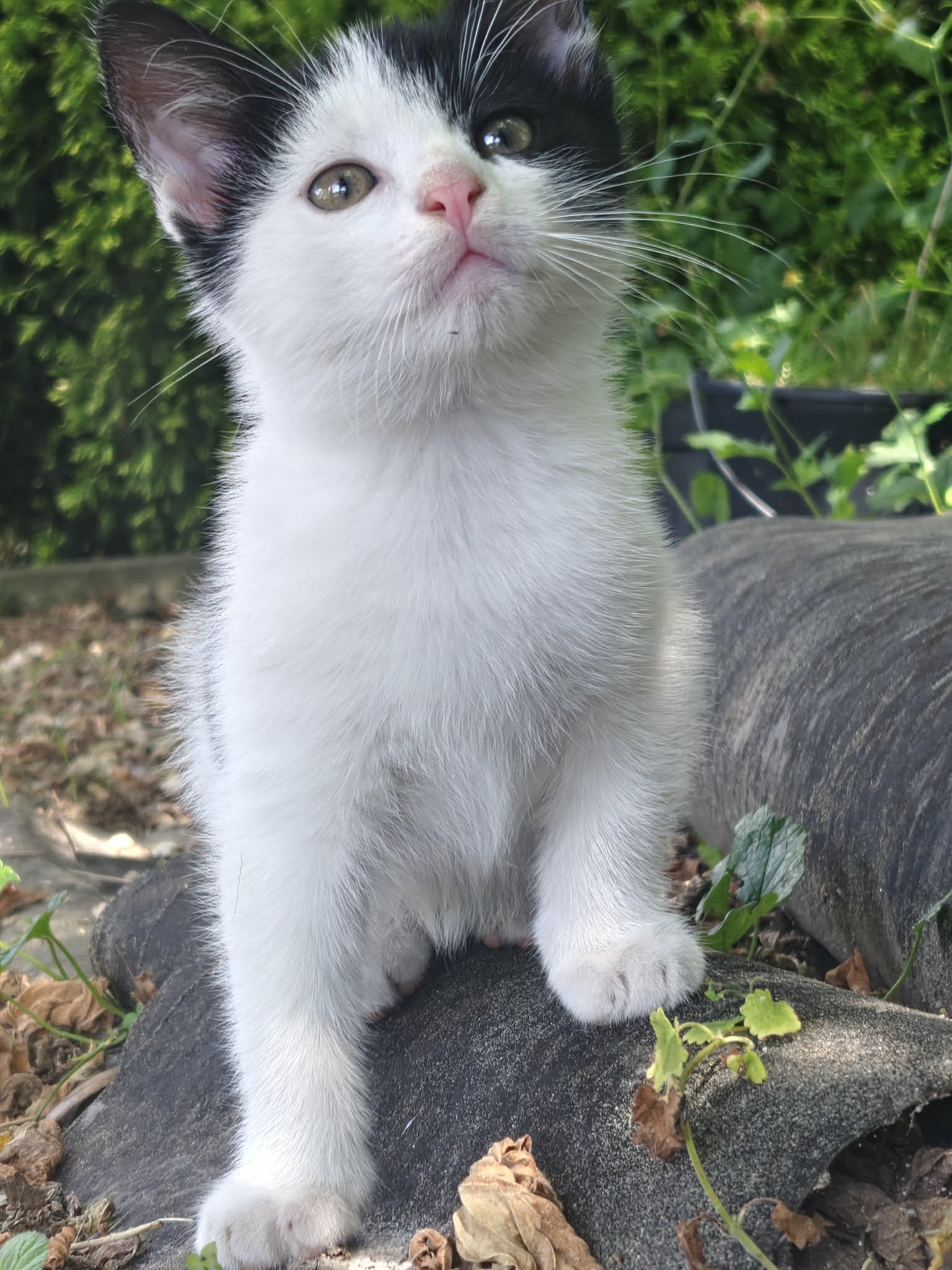 🐾Szukam kochających domów dla 5 małych futrzastych rozrabiaków!🐾
