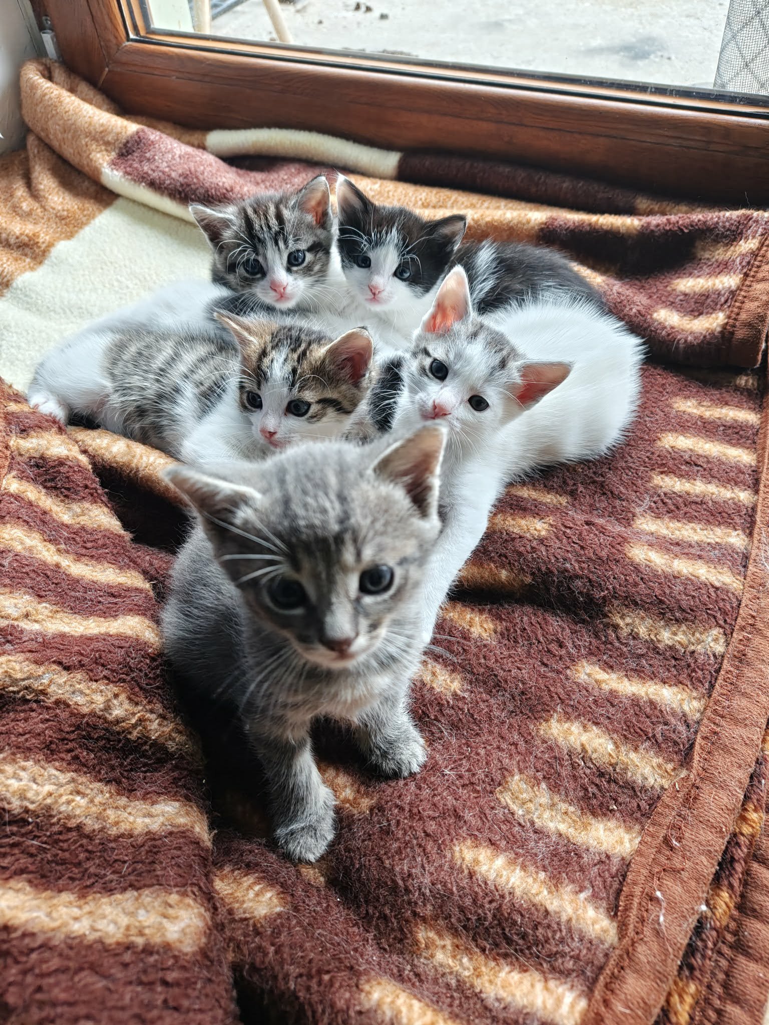 🐾Szukam kochających domów dla 5 małych futrzastych rozrabiaków!🐾