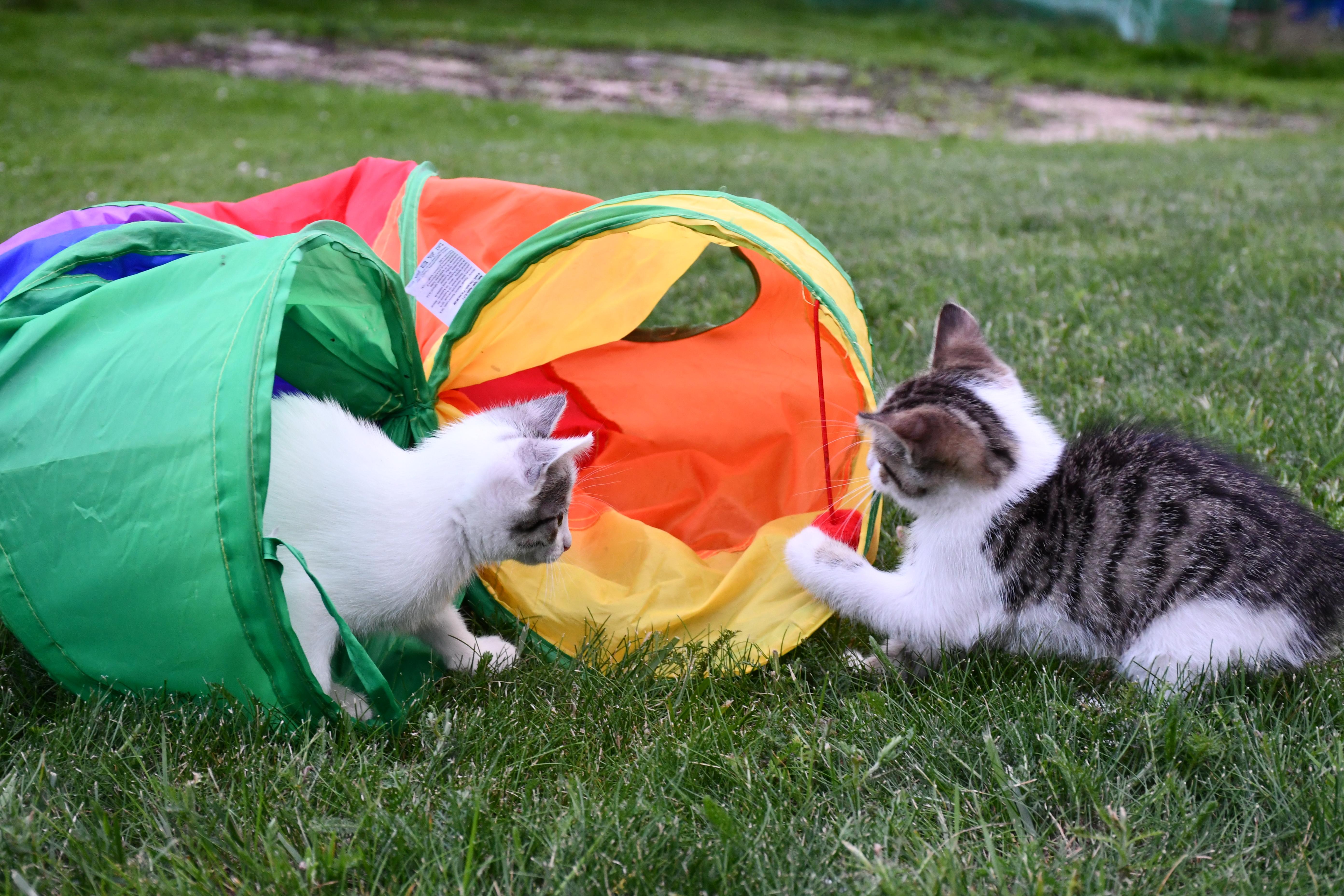 🐾Szukam kochających domów dla 5 małych futrzastych rozrabiaków!🐾