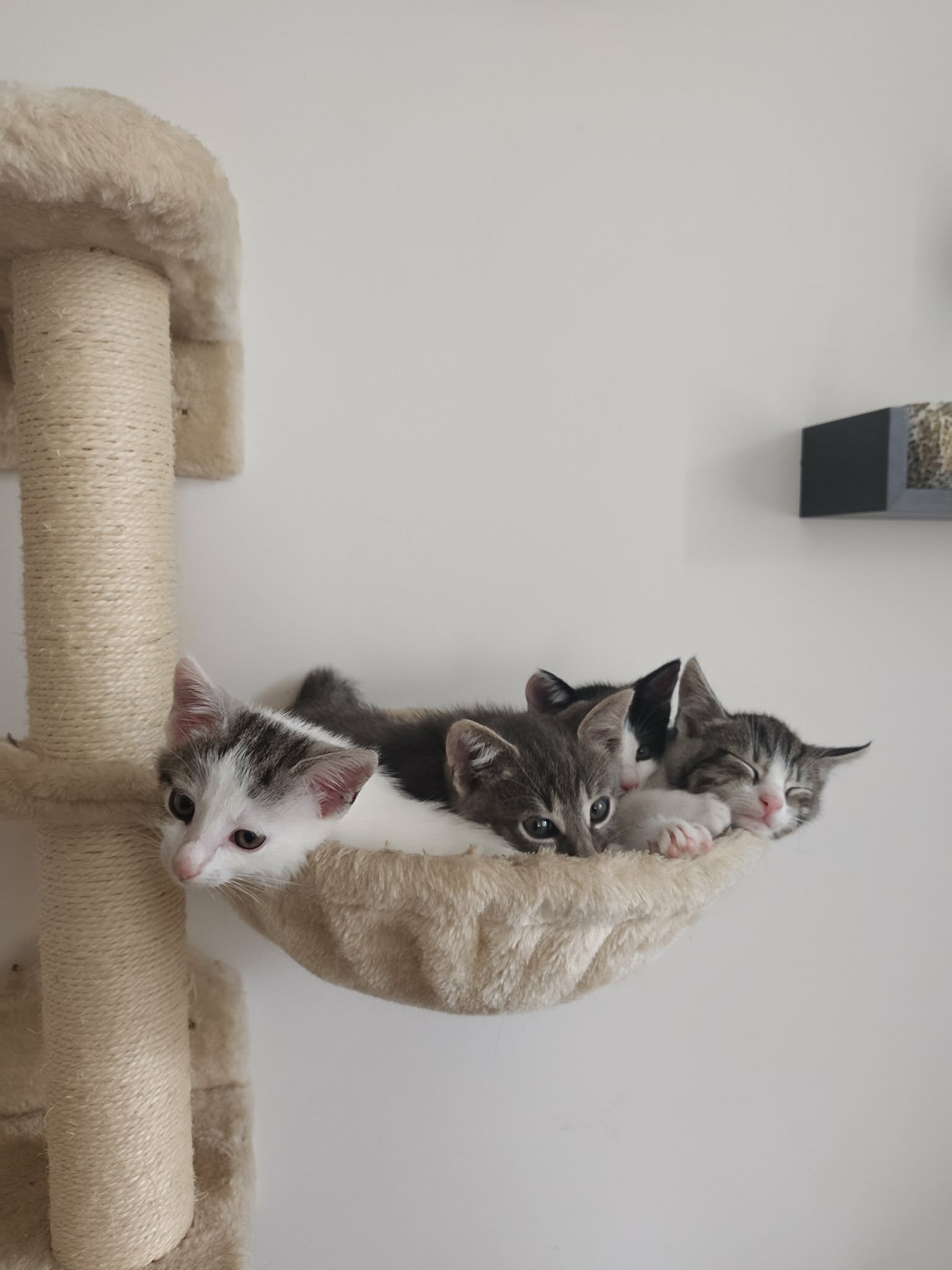 🐾Szukam kochających domów dla 5 małych futrzastych rozrabiaków!🐾