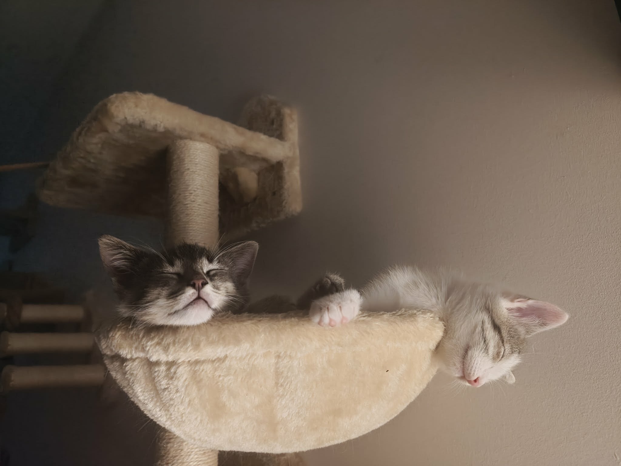 🐾Szukam kochających domów dla 5 małych futrzastych rozrabiaków!🐾