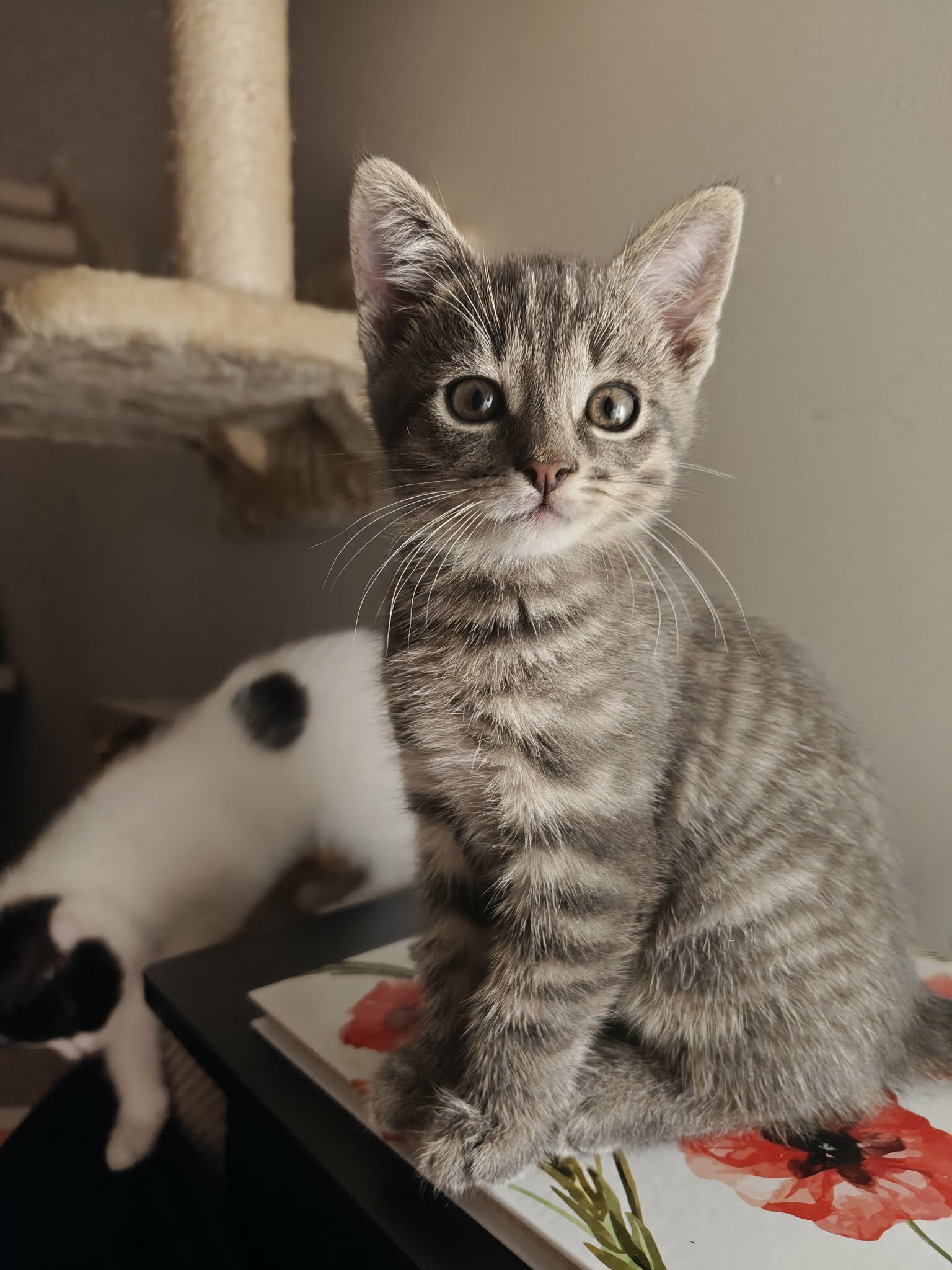 🐾Szukam kochających domów dla 5 małych futrzastych rozrabiaków!🐾