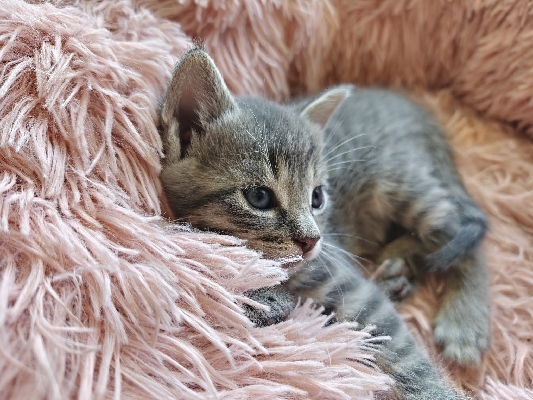 🐾Szukam kochających domów dla 5 małych futrzastych rozrabiaków!🐾
