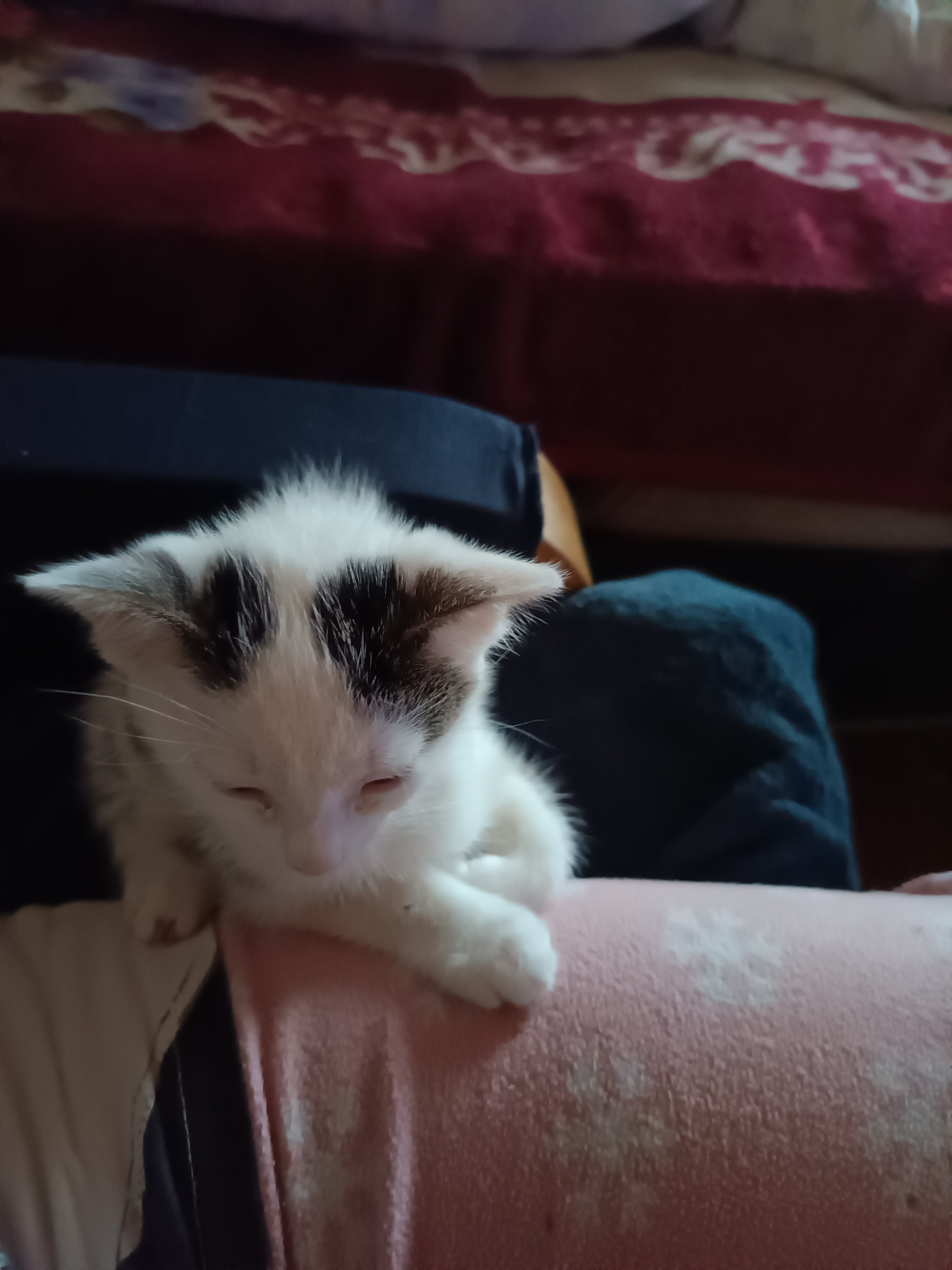 Kotek