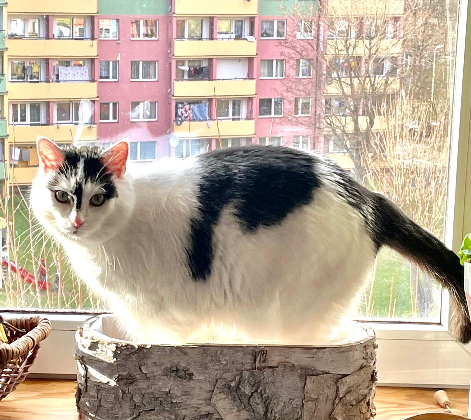 Zaginiona kotka