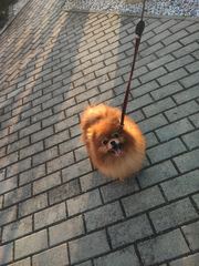 Pomeranian dorosła suczka
