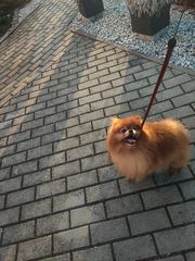 Pomeranian dorosła suczka