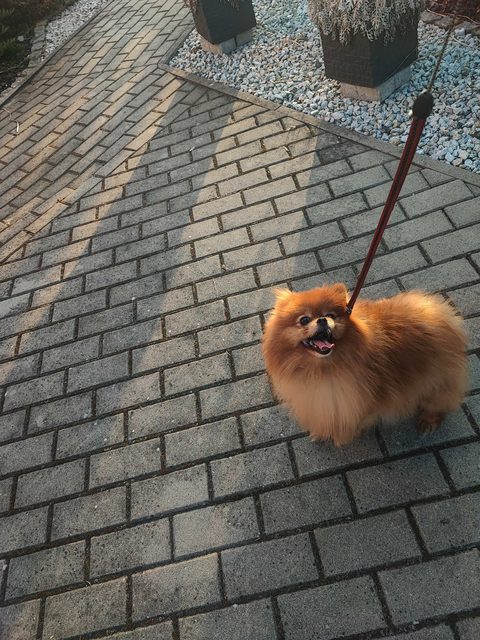 Pomeranian dorosła suczka