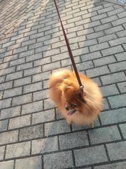 Pomeranian dorosła suczka