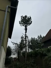Wycinka drzew utylizacja gałęzi
