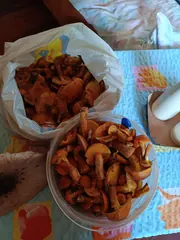 Maslaczki